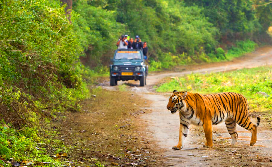 Jim Corbett Safari Booking Online
