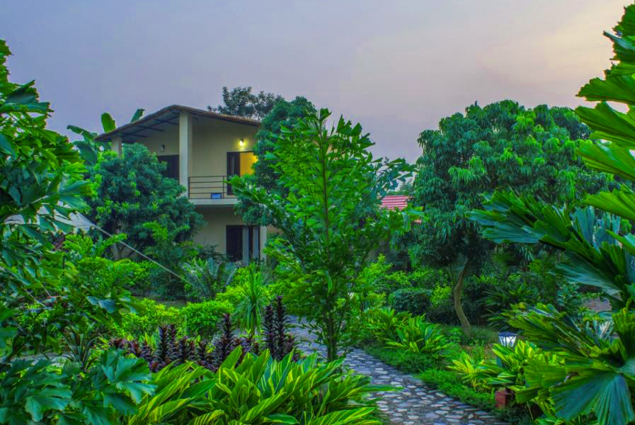 corbett tigers n trees