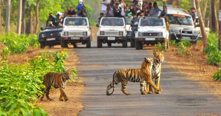 jim corbett national park