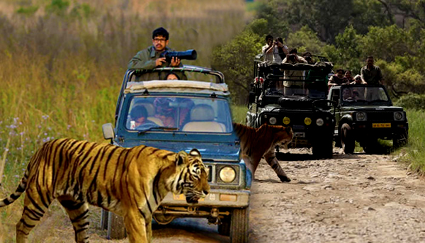 Jim Corbett Jeep Safari Booking