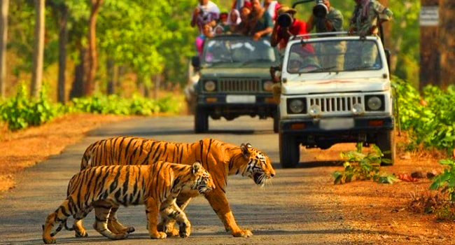Jim Corbett Jeep Safari Booking